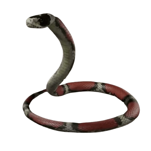 Milk Snake